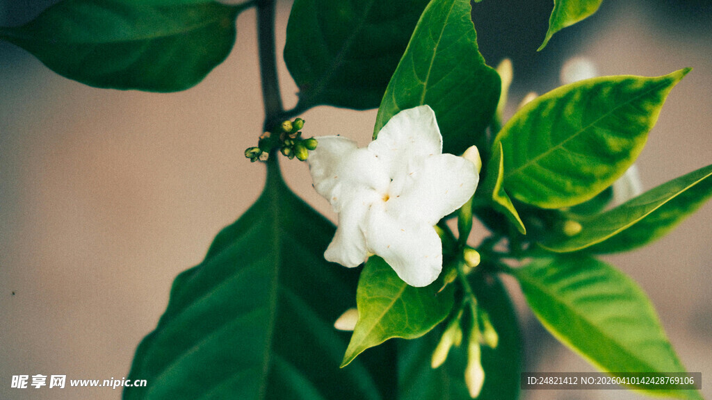 洁白茉莉花绽放枝头