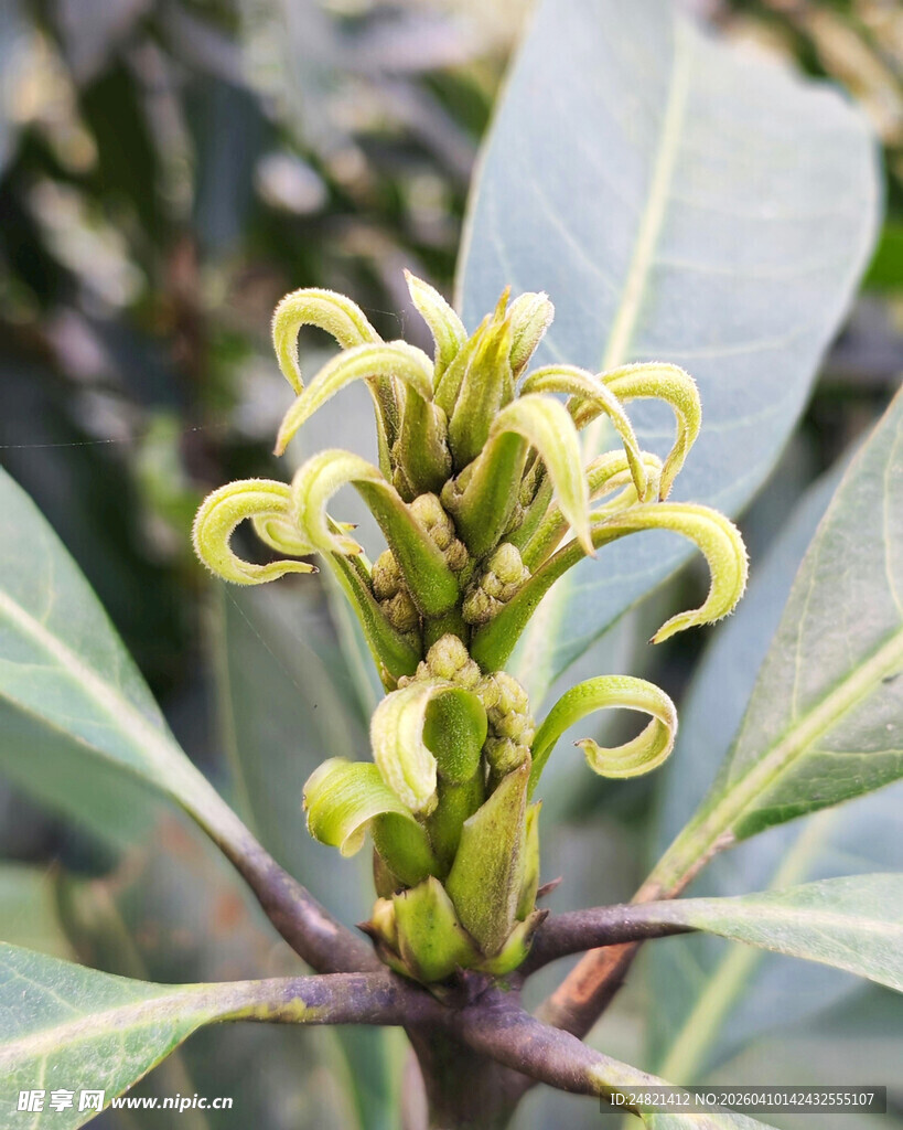卷曲形态的植物花朵特写