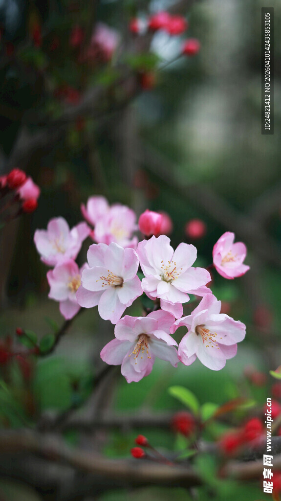 粉色繁花绽放枝头