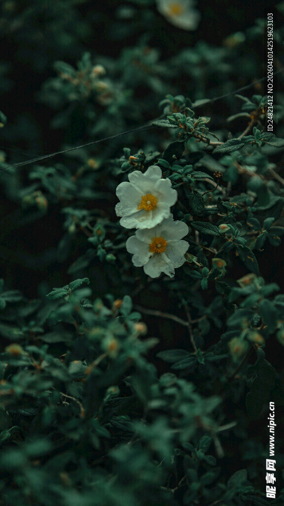 绿叶丛中的素雅小白花