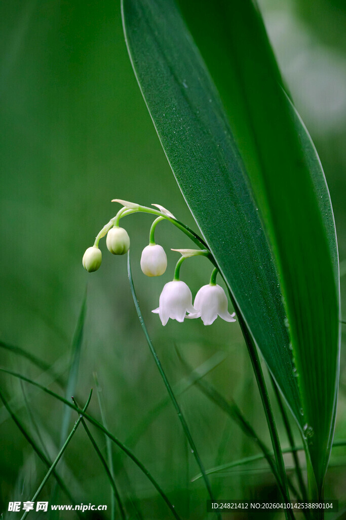 铃兰花绽放于绿叶间