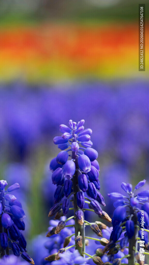 紫色风信子花海美景