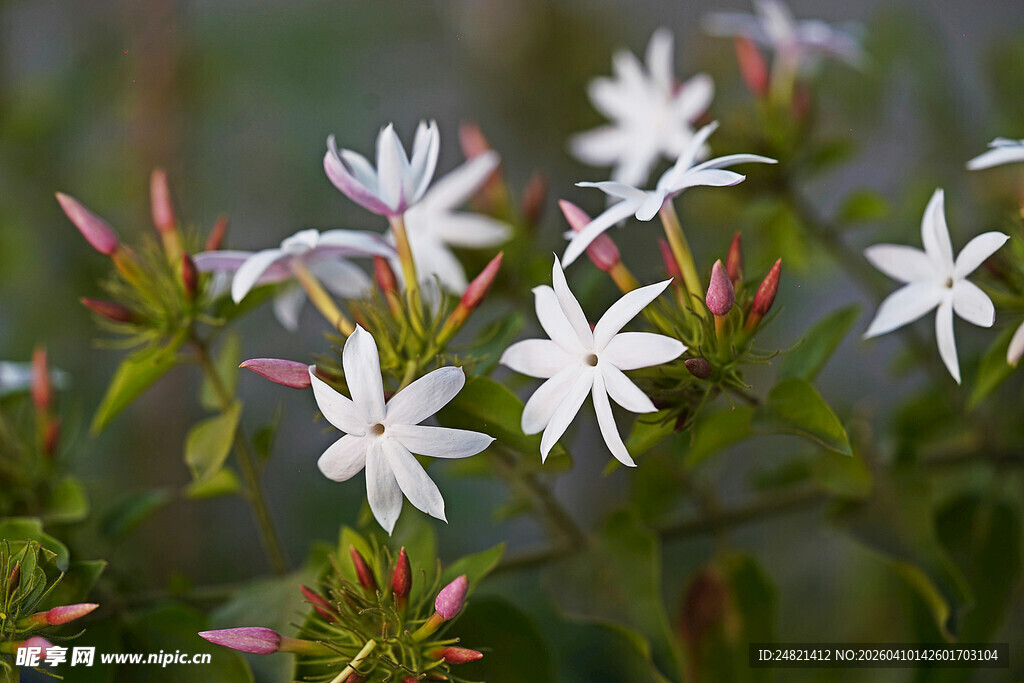素雅白花绽放绿叶间
