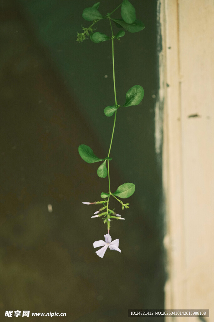 垂落藤蔓上的白色小花