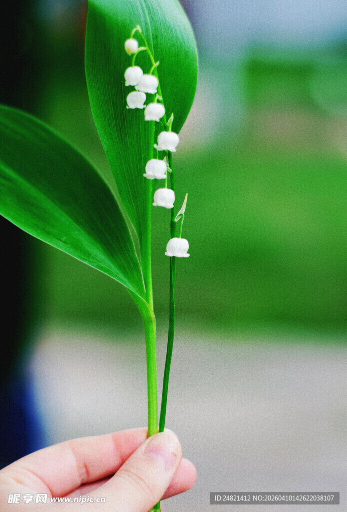 手捧铃兰花