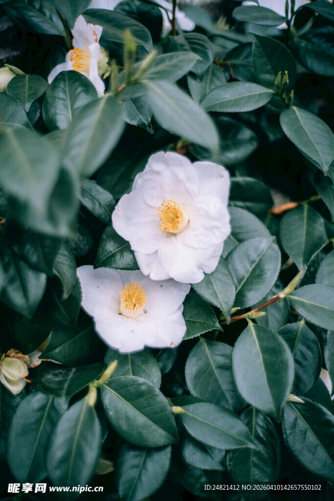 两朵洁白山茶花绽绿叶间