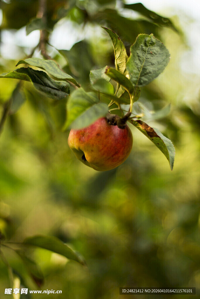 枝头红苹果
