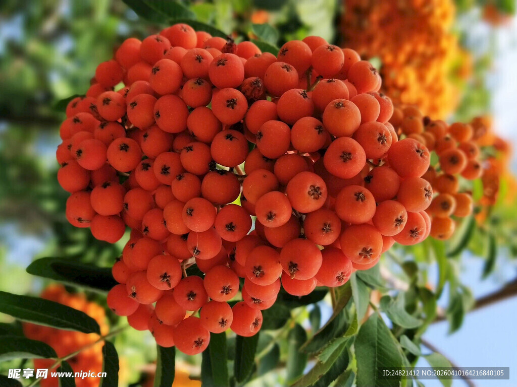 鲜艳火棘果特写