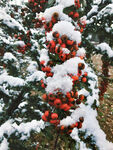 雪覆红果的冬日景致