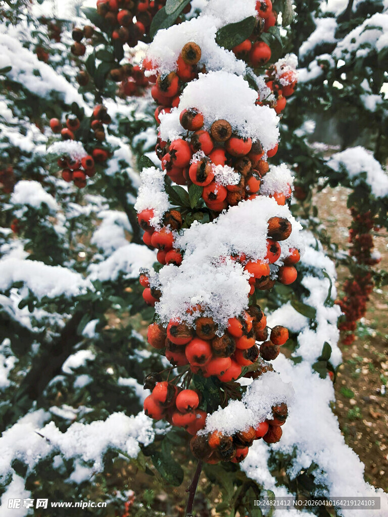 雪覆红果的冬日景致