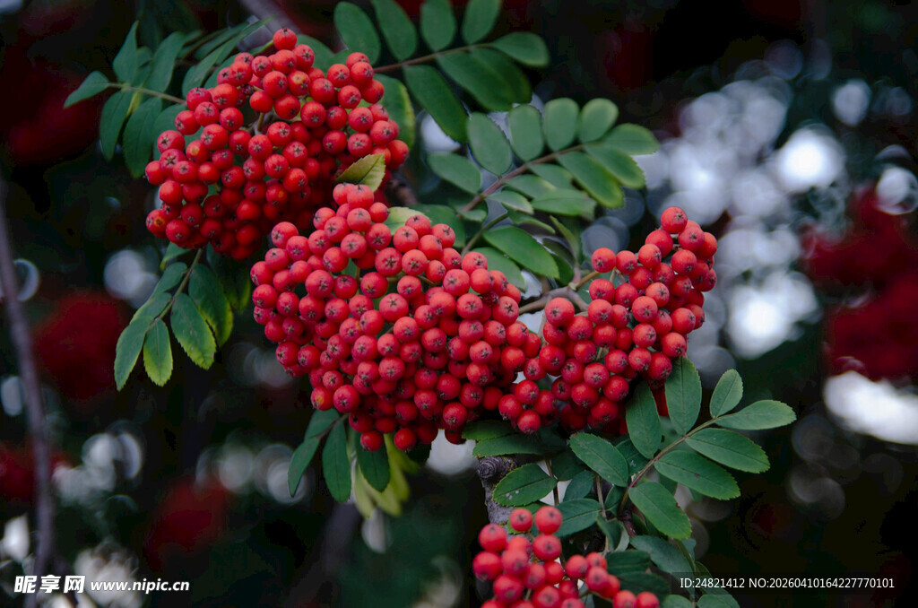 红果绿叶的美丽花楸