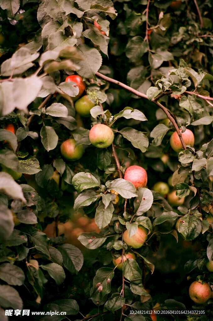 枝头累累的成熟苹果