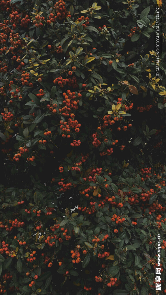 红果满枝的繁茂植物景观