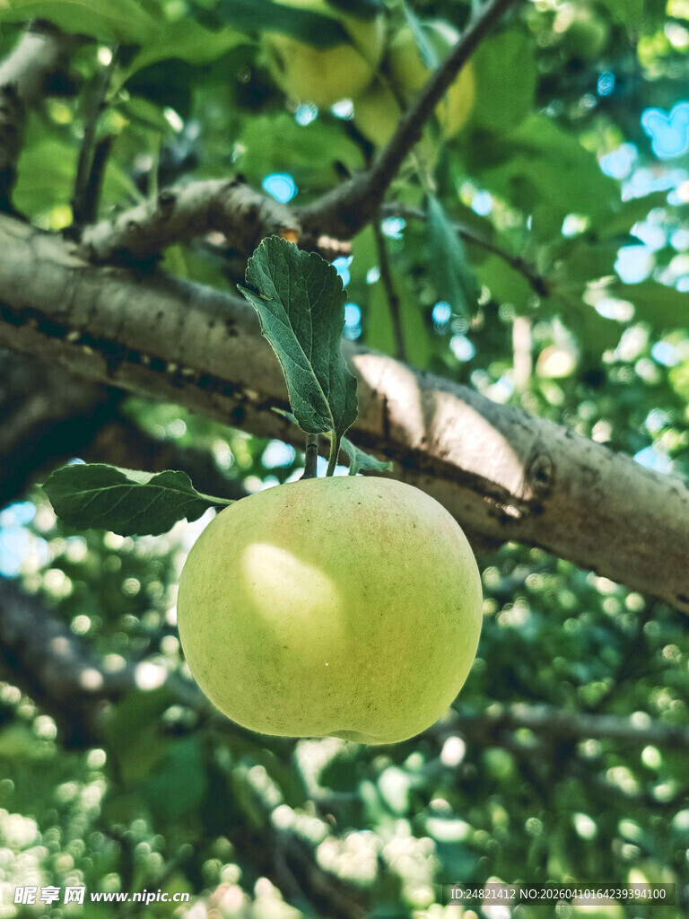 枝头青苹果