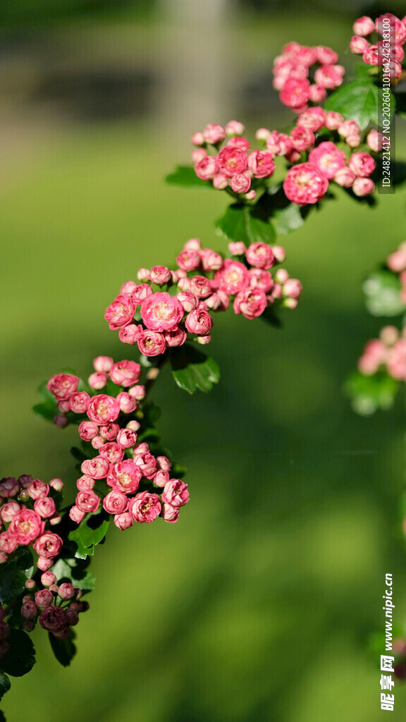 粉色小花枝特写