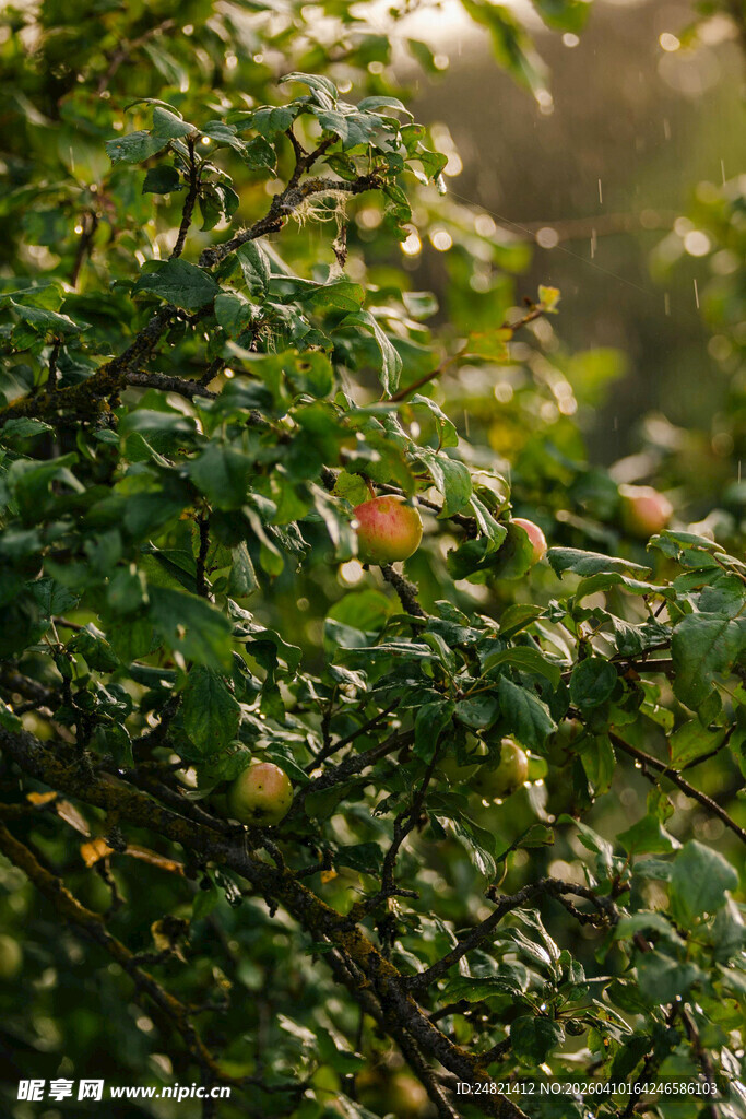 阳光下的翠绿树叶