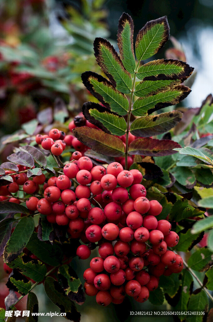 红果绿叶的美丽植物
