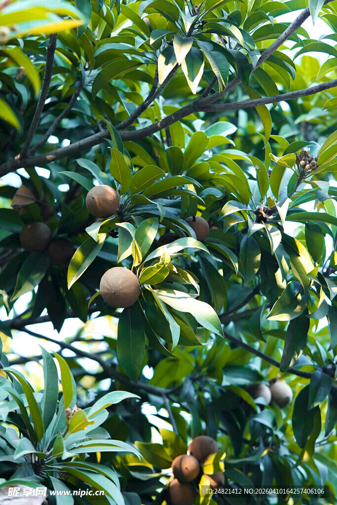 枝头硕果累累的繁茂果树