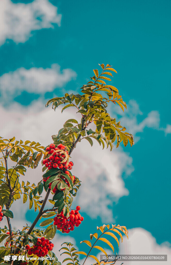 蓝天映衬下的绚烂花枝