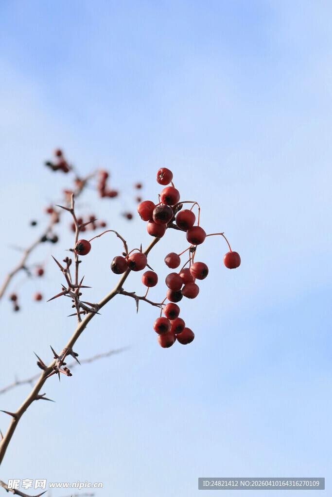 蓝天映衬下的红果枝条