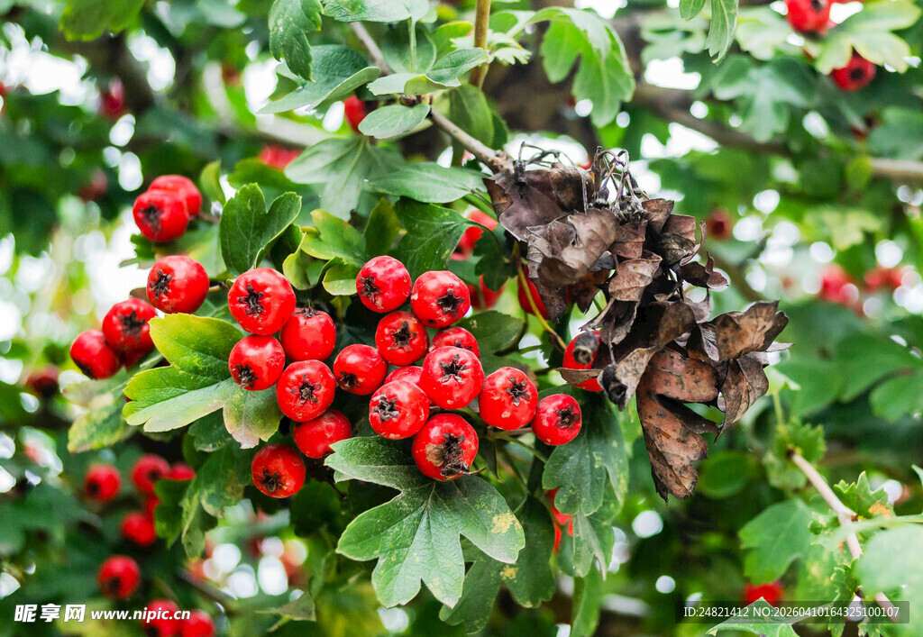 红果绿叶间的自然景致
