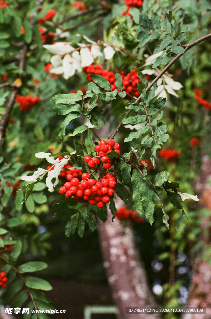 枝头红果绿叶相衬