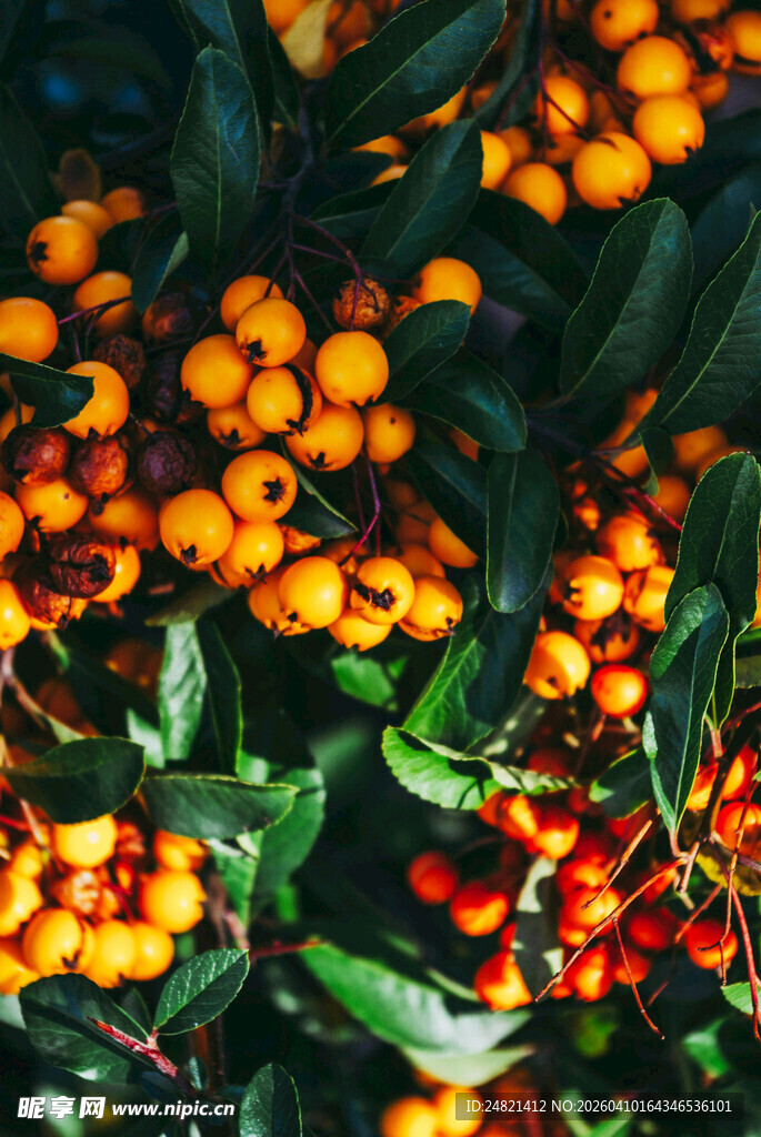 橙红浆果与绿叶的美妙组合