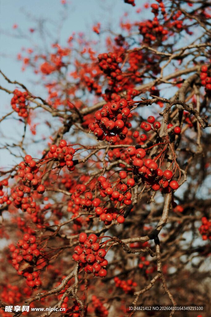 枝头红果映蓝天
