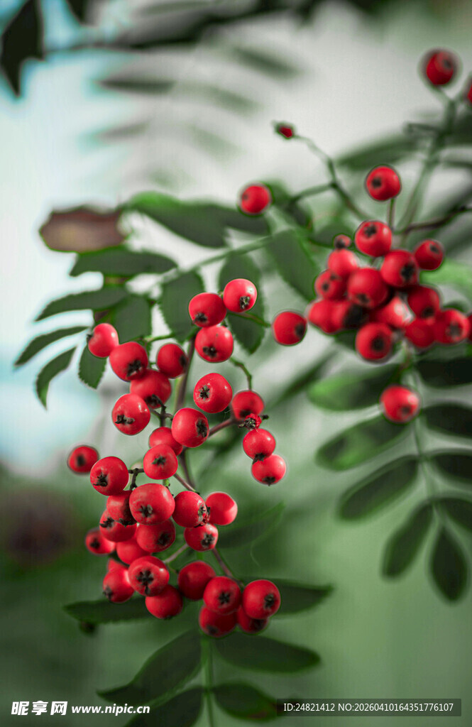 红果绿叶植物特写