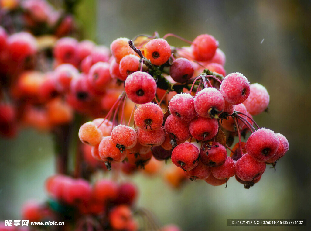 红果累累的植物枝丫