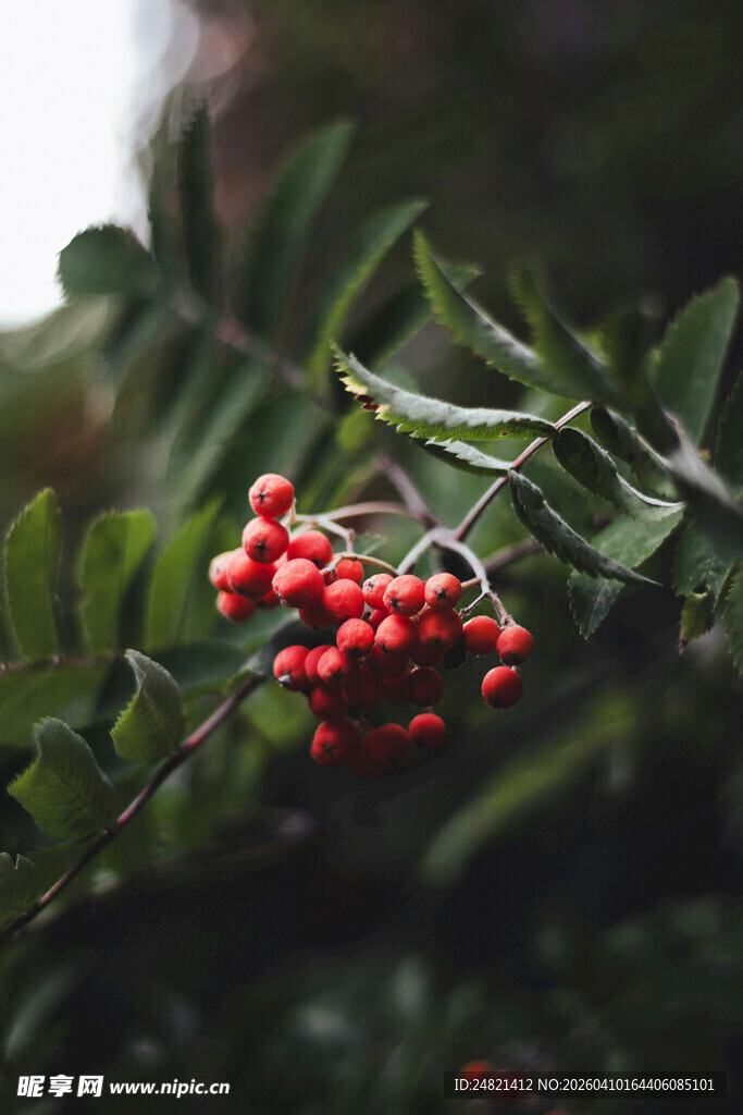 红果绿叶枝头俏