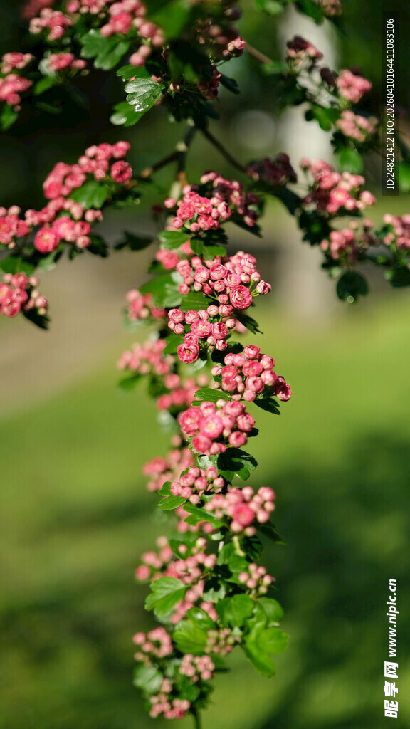 垂挂的粉嫩花枝