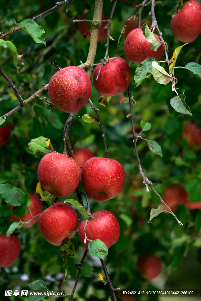 枝头红彤彤的诱人苹果