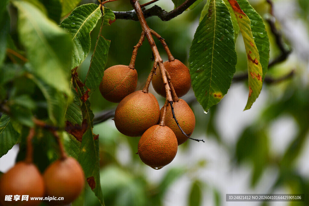 枝头挂果的成熟梨子