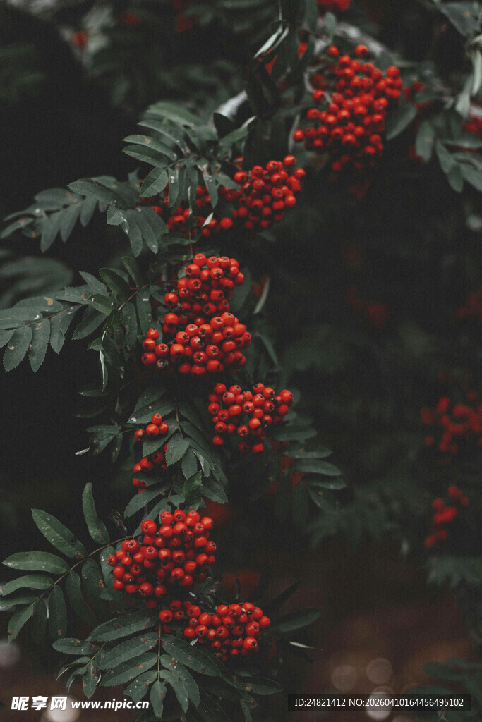 红果绿叶植物特写