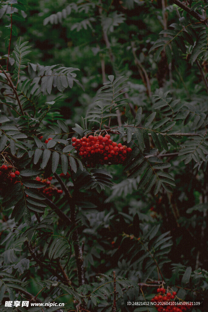 绿叶间的鲜红浆果