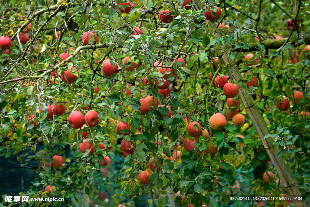 硕果累累的苹果树枝