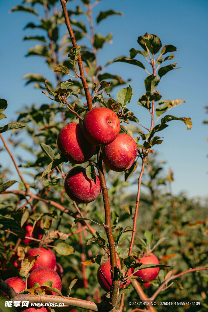 枝头红苹果