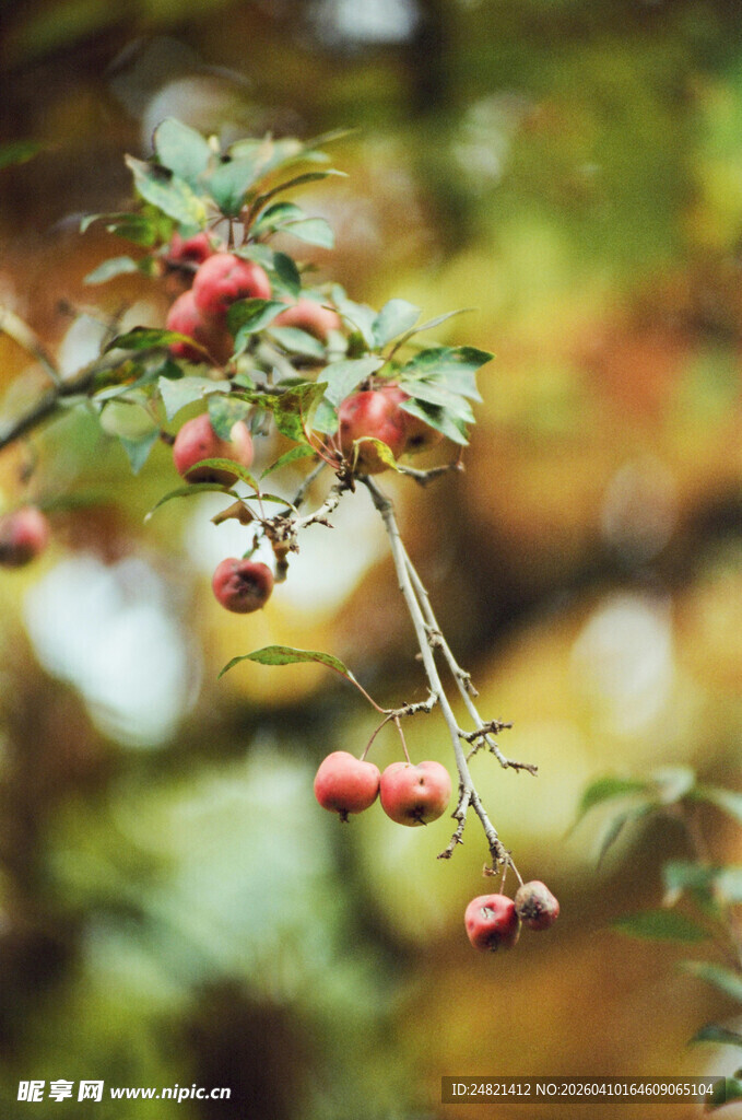 秋日枝头的红果与黄叶