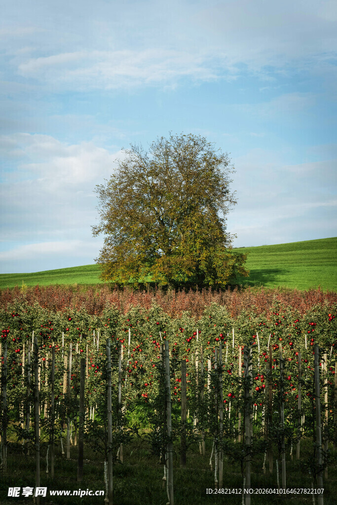 田园葡萄树旁的葱郁树木