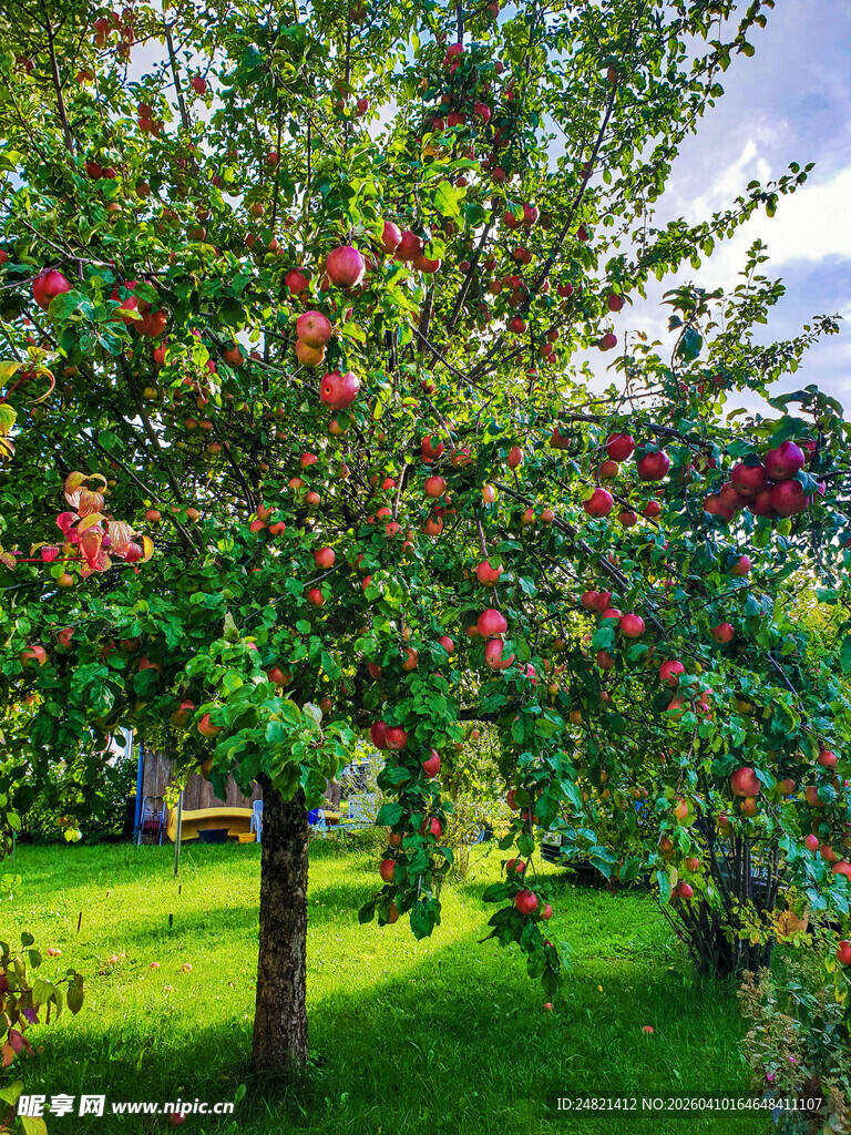 硕果累累的繁茂苹果树