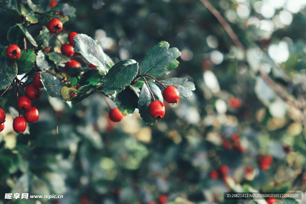 红果绿叶的植物景致