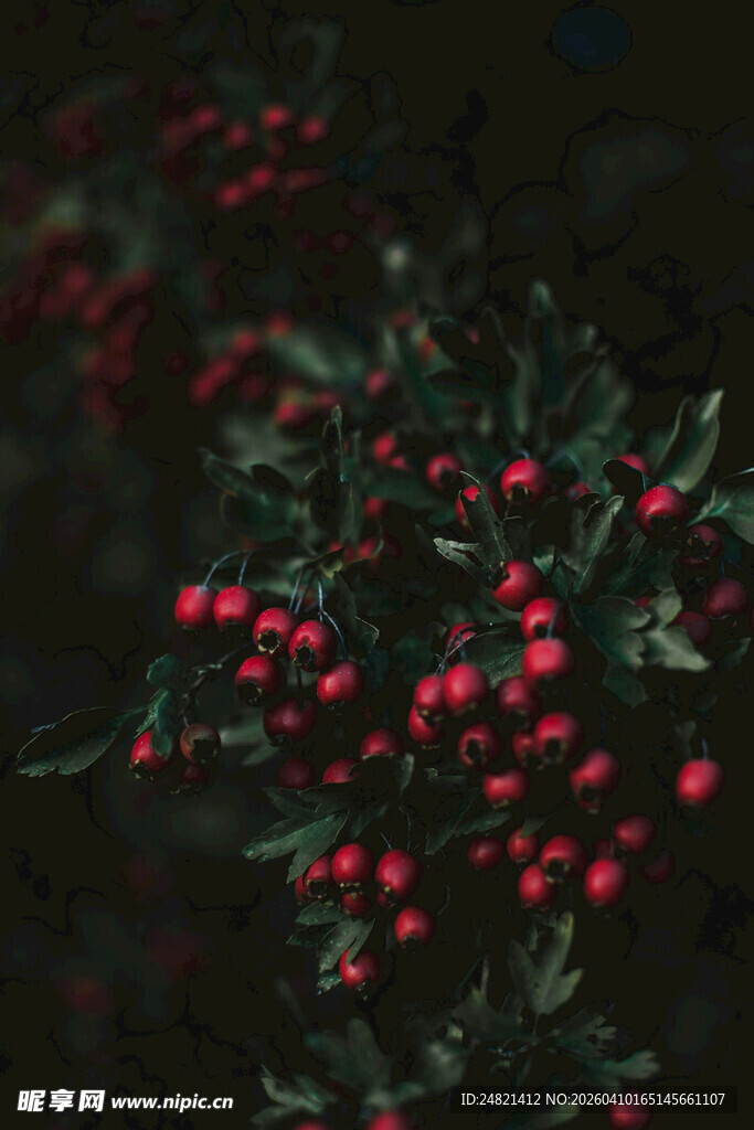 夜下红果植物特写