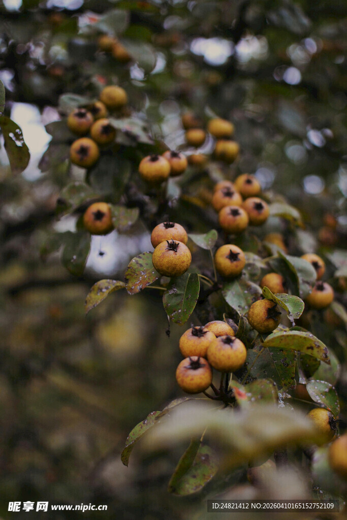 枝头挂满金黄诱人柿子