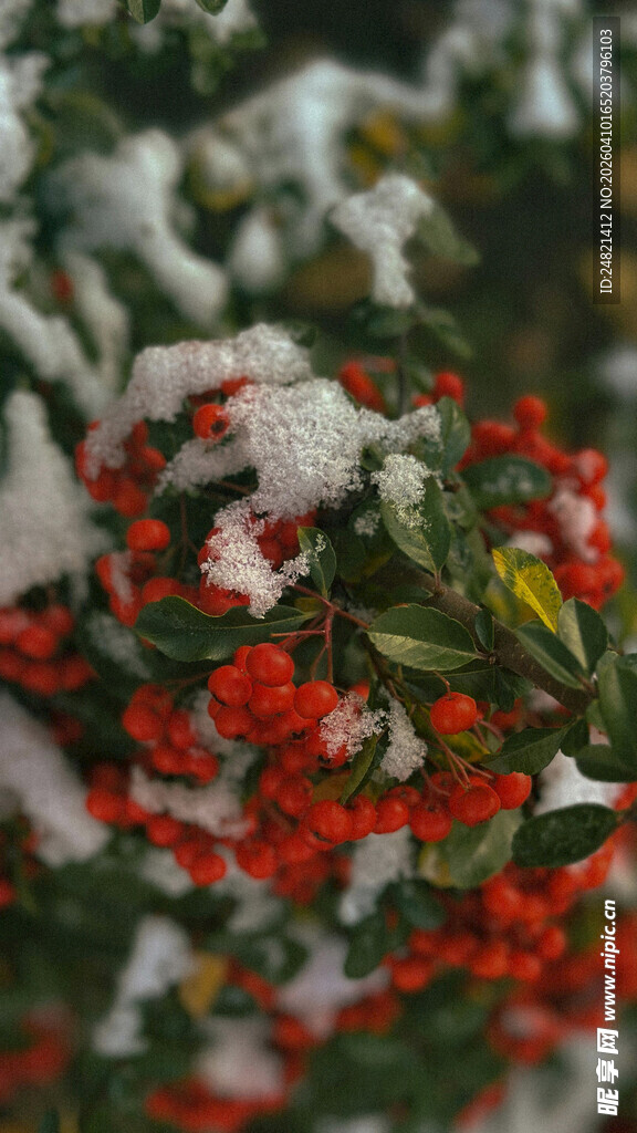 雪中红果绽放
