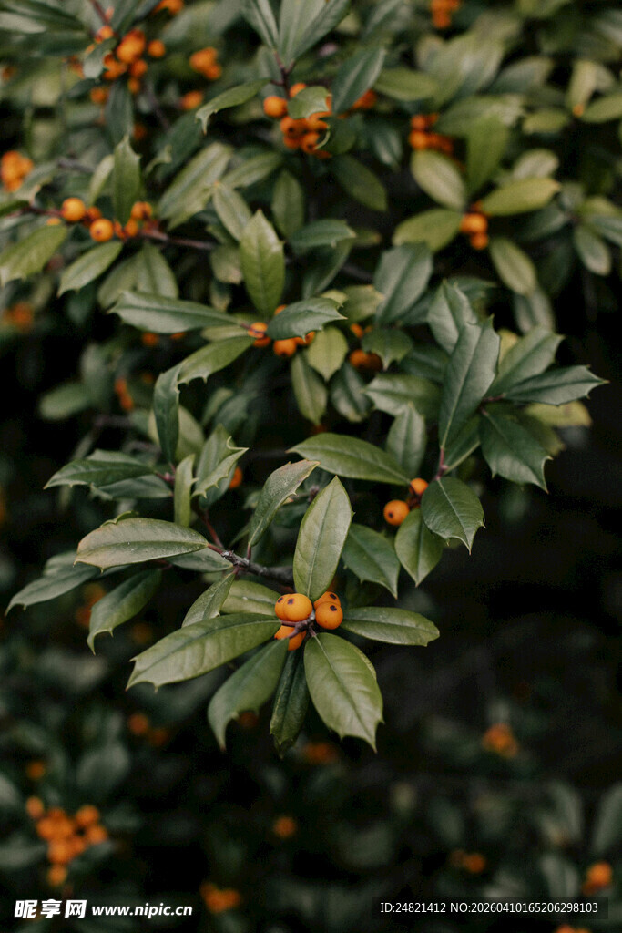 绿叶间的橙色小果实