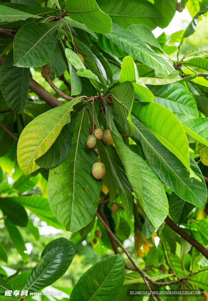 枝头挂果的绿叶植物