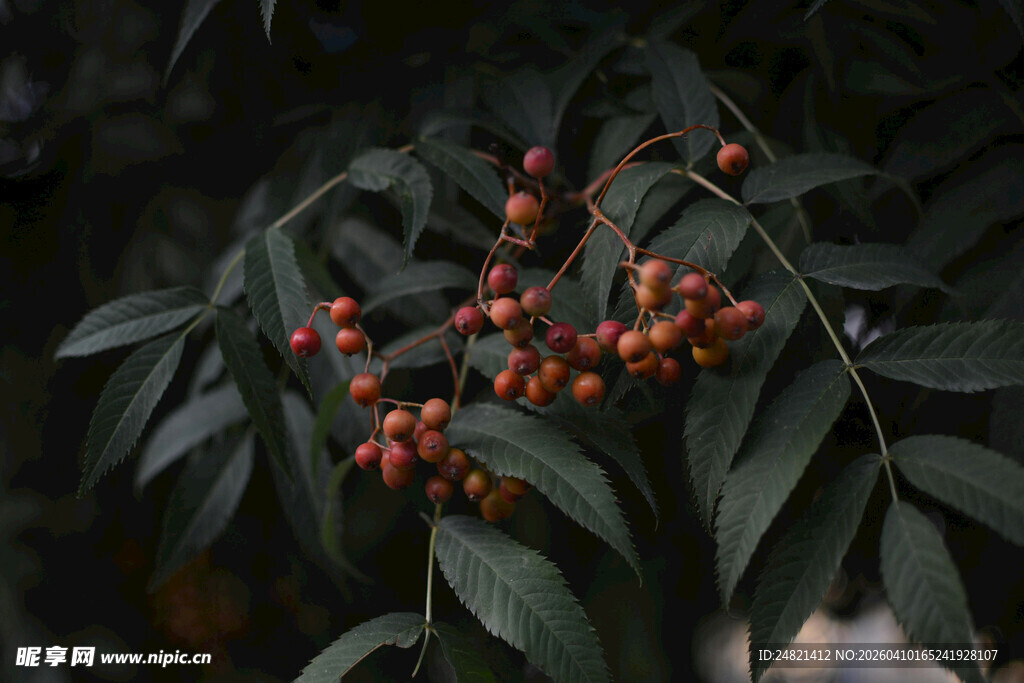 红果绿叶植物特写
