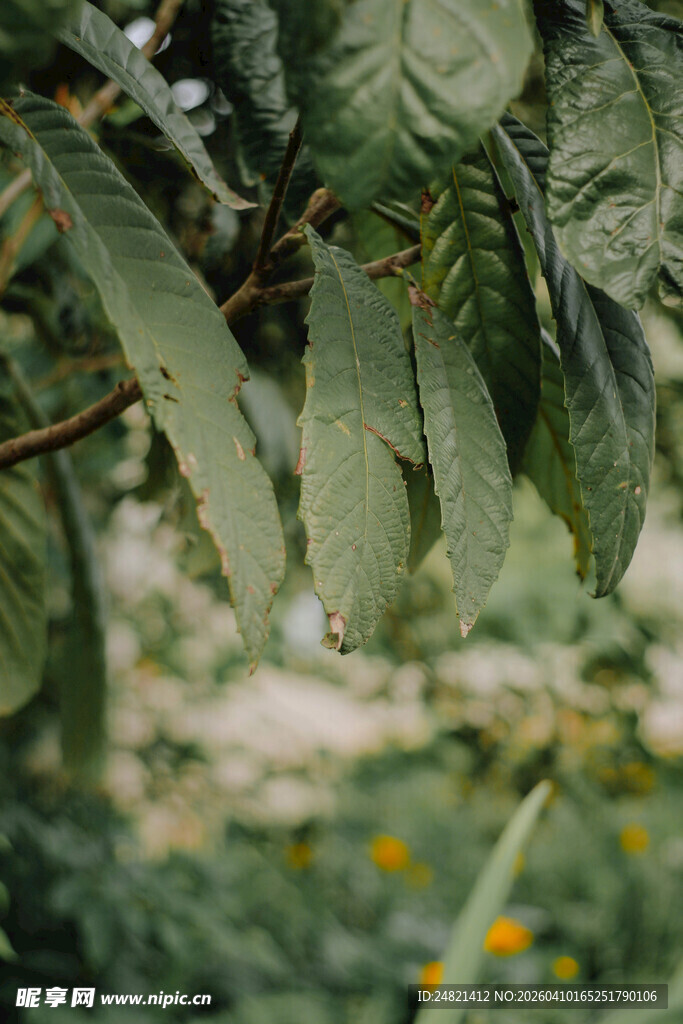 翠绿枝叶下的自然景致