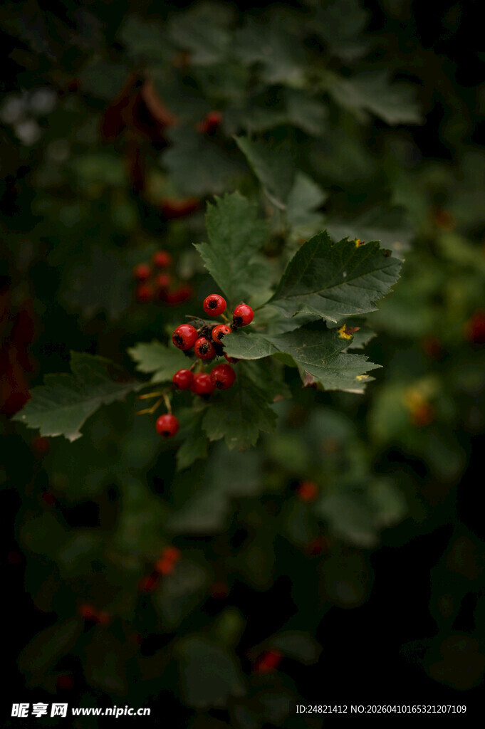 绿叶间的鲜红浆果